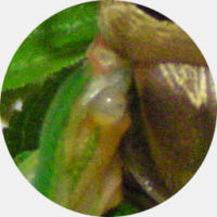 Â